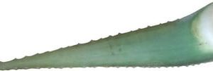 Aloe Vera - une feuille Prix le kg